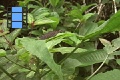 Scene 13_hssflight_Achlyodes (HESPERIIDAE) taking off leaf